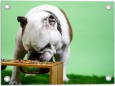 WallClassics - Tuinposter – Hondje aan het Eten voor Groene Achtergrond - Buldog - 40x30 cm Foto op Tuinposter (wanddecoratie voor buiten en binnen)