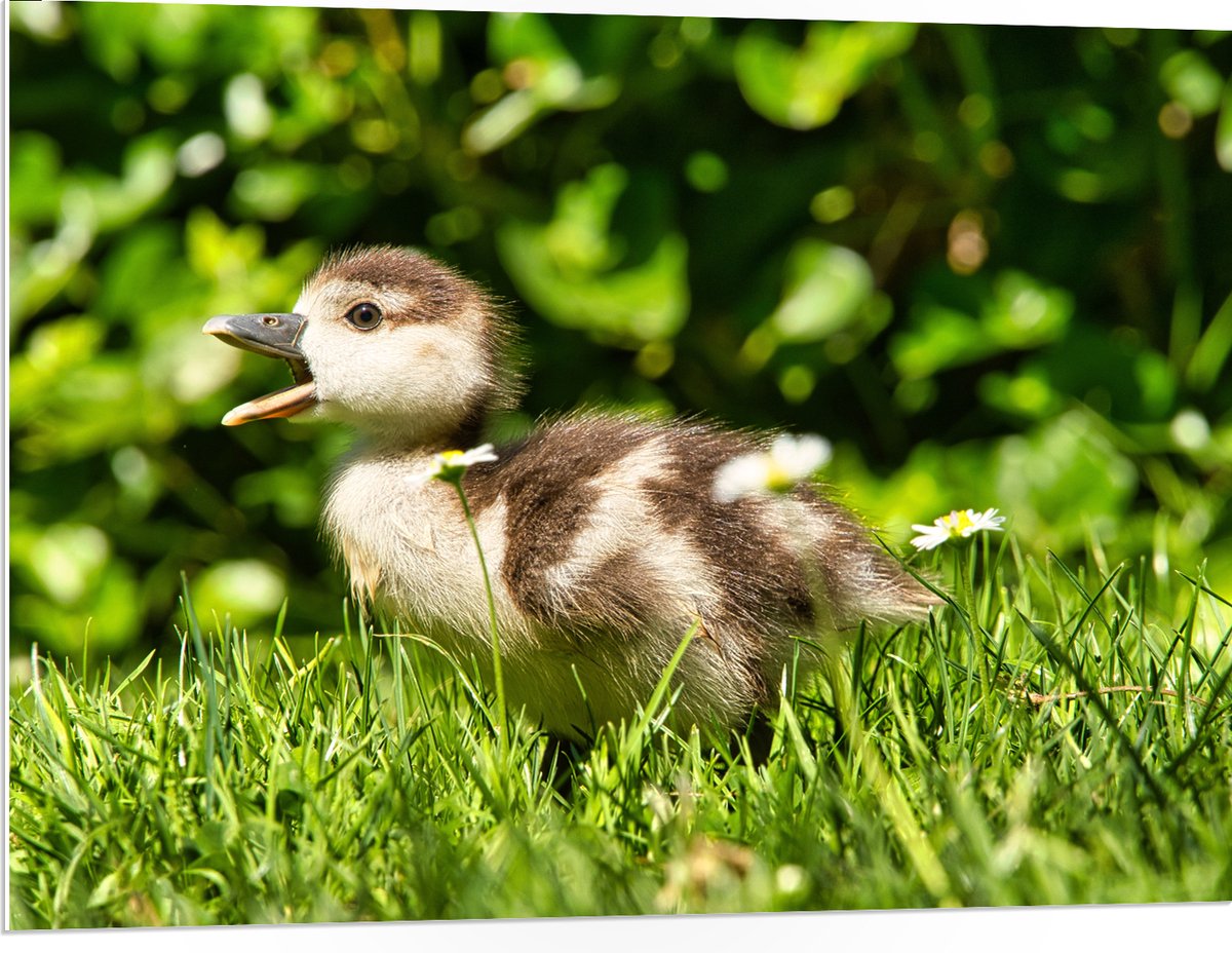 PVC Schuimplaat - Baby Eendje in het Gras - 100x75 cm Foto op PVC Schuimplaat (Met Ophangsysteem)