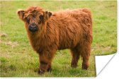 Poster Portrait of a Scottish Highland Calf 60x40 cm - Tirage photo sur Poster (décoration murale salon / chambre) / Poster Animaux sauvages