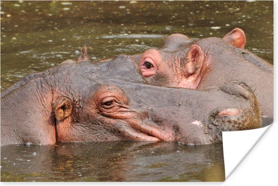 Nijlpaarden naast elkaar Poster 90x60 cm - Foto print op Poster (wanddecoratie)