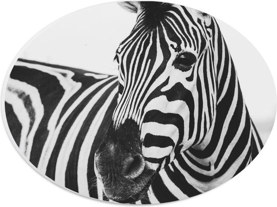 WallClassics - PVC Schuimplaat Ovaal - Zwart met Witte Zebra - 28x21 cm Foto op Ovaal (Met Ophangsysteem)