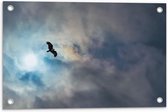 WallClassics - Tuinposter – Vliegende Roofvogel in de Lucht - 60x40 cm Foto op Tuinposter (wanddecoratie voor buiten en binnen)