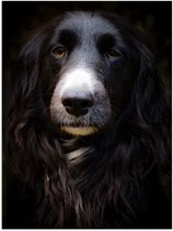 WallClassics - Poster Glanzend – Zwarte Hond met Witte Neus - 30x40 cm Foto op Posterpapier met Glanzende Afwerking