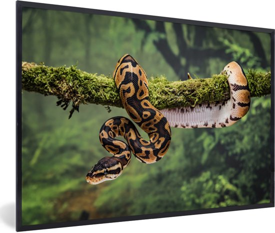 Photo encadrée - Cadre photo serpent marron avec noir noir sans passe partout 60x40 cm - Affiche encadrée (Décoration murale salon / chambre)