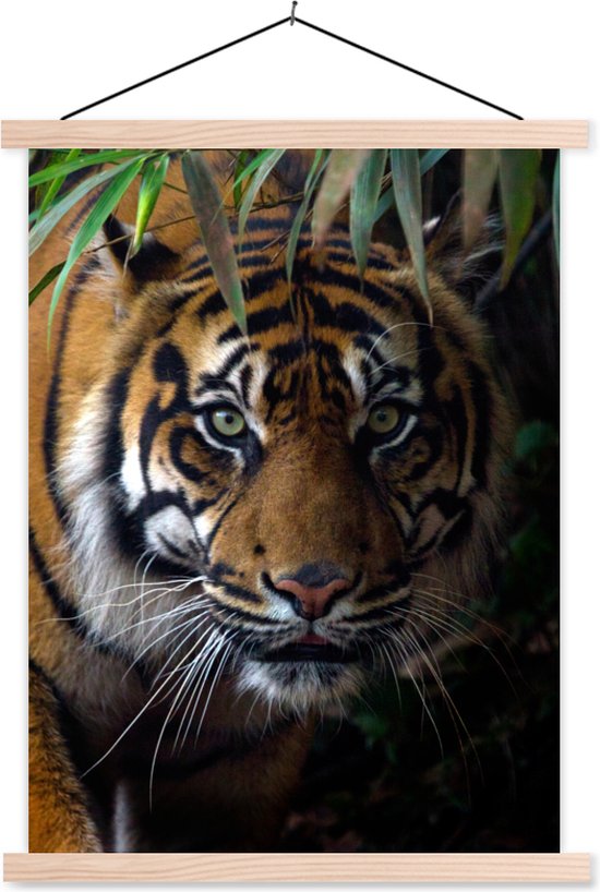 Porte-affiche avec affiche - Affiche scolaire - Tigre - Feuilles - Jungle - Animaux - Sauvage - 60x80 cm - Lattes transparentes