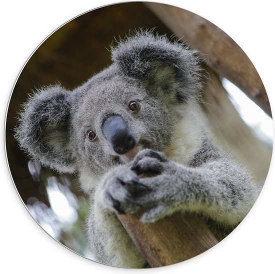 PVC Schuimplaat Muurcirkel - Australische Koala in een Boom - 70x70 cm Foto op Muurcirkel (met ophangsysteem)