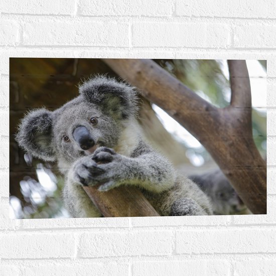 Muursticker - Australische Koala in een Boom - 60x40 cm Foto op Muursticker