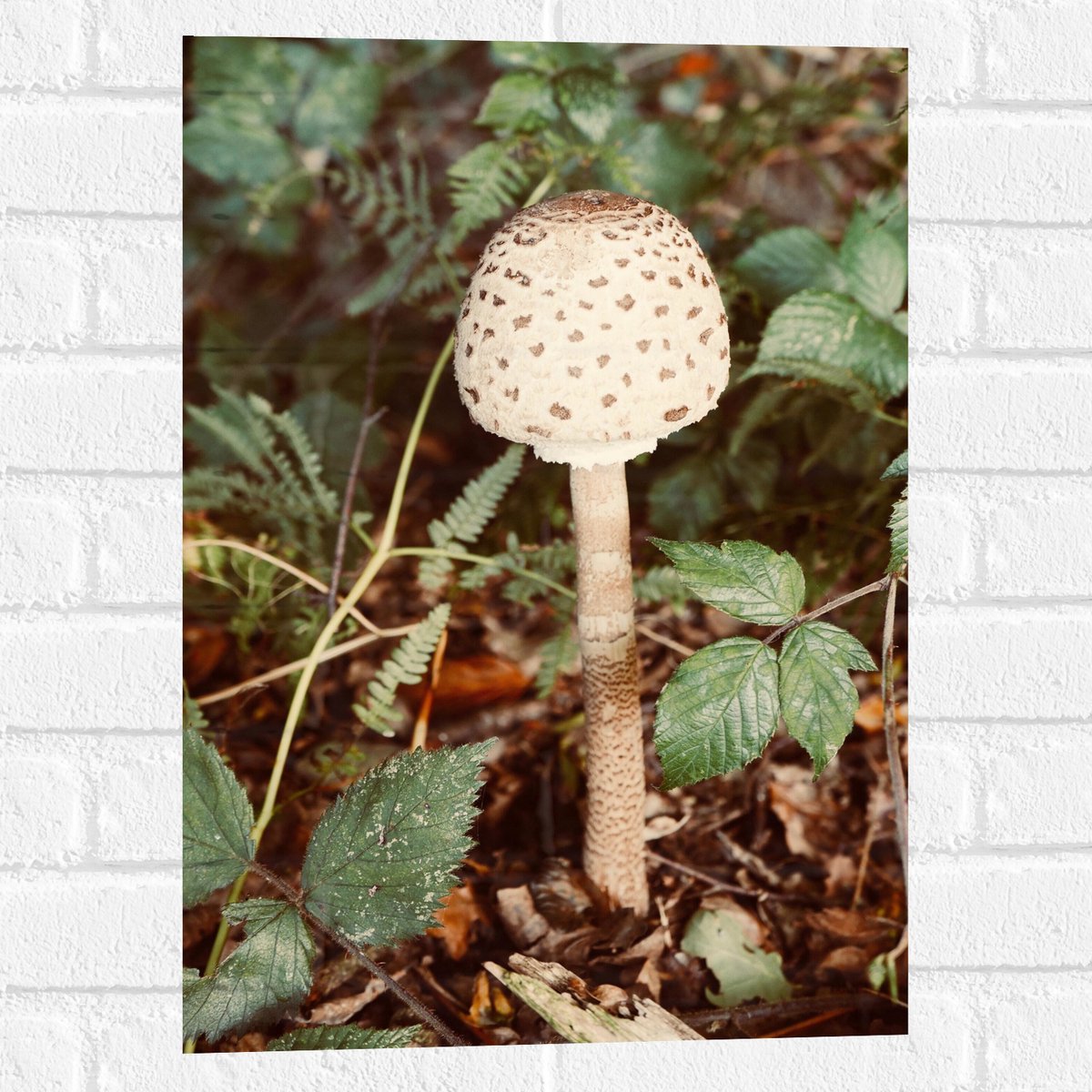 Muursticker - Grote Parasolzwam Paddestoel tussen Groene Bladeren - 40x60 cm Foto op Muurs