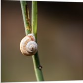 WallClassics - Panneau de mousse PVC - Escargot brun sur une branche verte étroite - Photo 80 x 80 cm sur panneau de mousse PVC