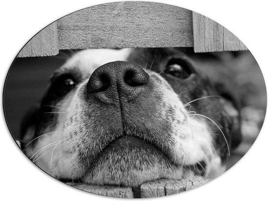 WallClassics - Dibond Ovaal - Hondenkop door Houten Hek (Zwart- wit) - 68x51 cm Foto op Ovaal (Met Ophangsysteem)