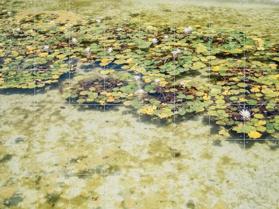 IXXI Green Water Lilies - Wanddecoratie - Fotografie - 160 x 120 cm