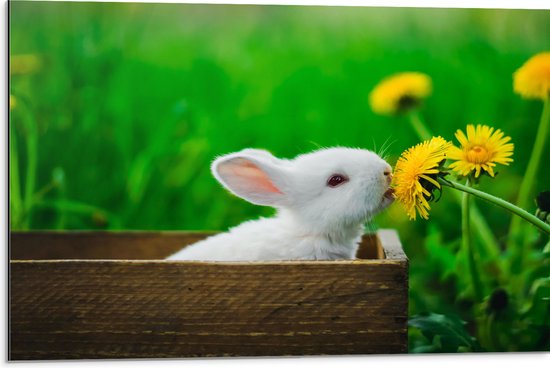 Dibond - Baby Konijntje in Houten Kistje tussen Gele Paardebloemen - 75x50 cm Foto op Aluminium (Met Ophangsysteem)