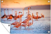 Tuinposter - Tuindoek - Tuinposters buiten - Flamingo - Dieren - Water - Roze - 120x80 cm - Tuin