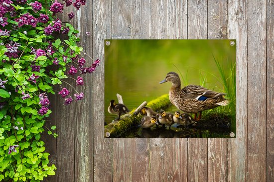 Décoration de Jardin Canard - Vogels - Water - Branche - Mousse - 40x30 cm