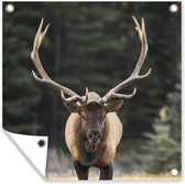Posters de jardin Cerf - Arbre - Bois - 50x50 cm