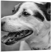 PVC Schuimplaat- Opzijkijkende Hijgende Hond (Zwart- wit) - 100x100 cm Foto op PVC Schuimplaat