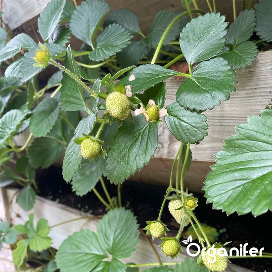 Groene aardbeien die nog aan de plant groeien.