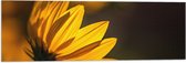 Vlag - Zijaanzicht van Gele Bloembladeren met Zonlicht - 90x30 cm Foto op Polyester Vlag