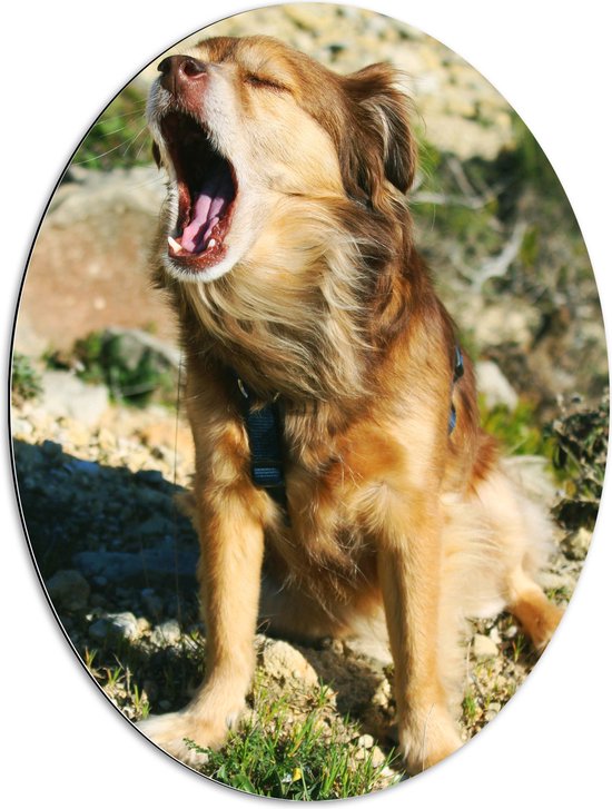 WallClassics - Dibond Ovaal - Zittende Hond met open Mond - 60x80 cm Foto op Ovaal (Met Ophangsysteem)