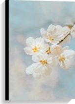 WallClassics - Canvas - Witte Sakura Bloem - 40x60 cm Foto op Canvas Schilderij (Wanddecoratie op Canvas)