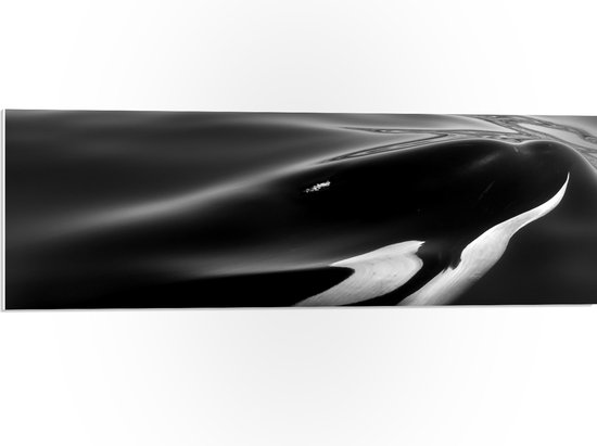 WallClassics - PVC Schuimplaat - Zwart met Witte Orka aan het Wateroppervlak (Zwart- wit) - 90x30 cm Foto op PVC Schuimplaat (Met Ophangsysteem)
