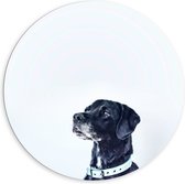 WallClassics - Dibond Muurcirkel - Zwarte Hond met Witte Achtergrond - 120x120 cm Foto op Aluminium Muurcirkel (met ophangsysteem)