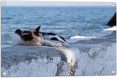 Tuinposter – Kat aan het Slapen op Muurtje aan de Zee - 75x50 cm Foto op Tuinposter (wanddecoratie voor buiten en binnen)