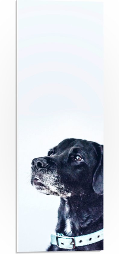 WallClassics - PVC Schuimplaat - Zwarte Hond met Witte Achtergrond - 20x60 cm Foto op PVC Schuimplaat (Met Ophangsysteem)