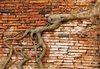 Fotobehang - Vlies Behang - Boomwortel in de Bakstenen Muur - 416 x 254 cm