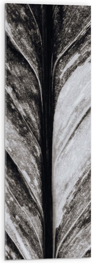 Acrylglas - Close-up van Nerven van Blad (Zwart-wit) - 30x90 cm Foto op Acrylglas (Met Ophangsysteem)