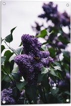 WallClassics - Tuinposter – Vlinder op Paarse Bloemen - 50x75 cm Foto op Tuinposter (wanddecoratie voor buiten en binnen)