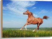 Hout - Rood Arabisch Paard met Blauwe Lucht - 80x60 cm - 9 mm dik - Foto op Hout (Met Ophangsysteem)