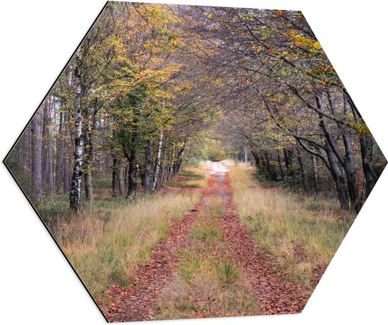 Dibond Hexagon - Bospad in een Bos in Nederland - 80x69.6 cm Foto op Hexagon (Met Ophangsysteem)