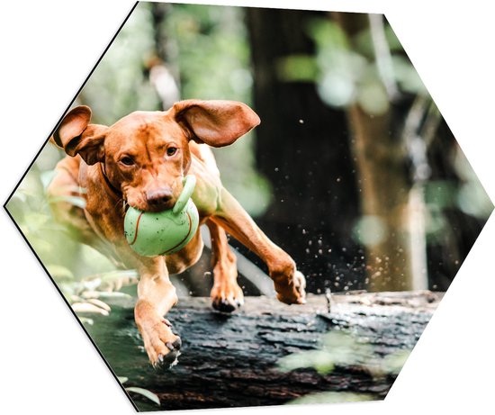Dibond Hexagon - Spelende Hond met Bal bij Boomstam in Bos - 80x69.6 cm Foto op Hexagon (Met Ophangsysteem)