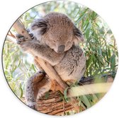 WallClassics - Dibond Muurcirkel - Schattige Koala aan een Tak - 70x70 cm Foto op Aluminium Muurcirkel (met ophangsysteem)