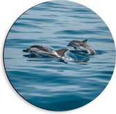 Dibond Muurcirkel - Dolfijnen Boven het Water - 40x40 cm Foto op Aluminium Muurcirkel (met ophangsysteem)