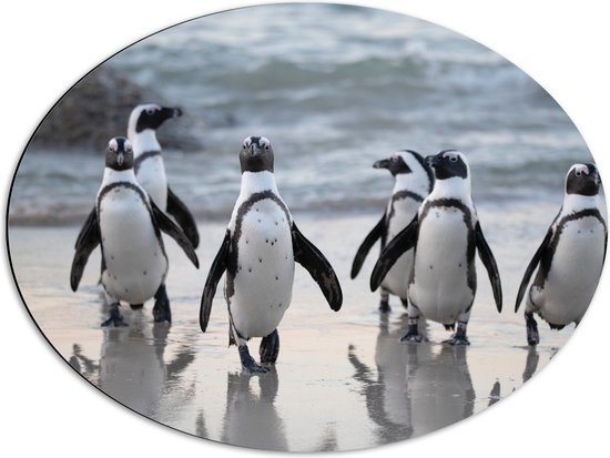 Dibond Ovaal - Groep Pinguïns op het Strand - 68x51 cm Foto op Ovaal (Met Ophangsysteem)