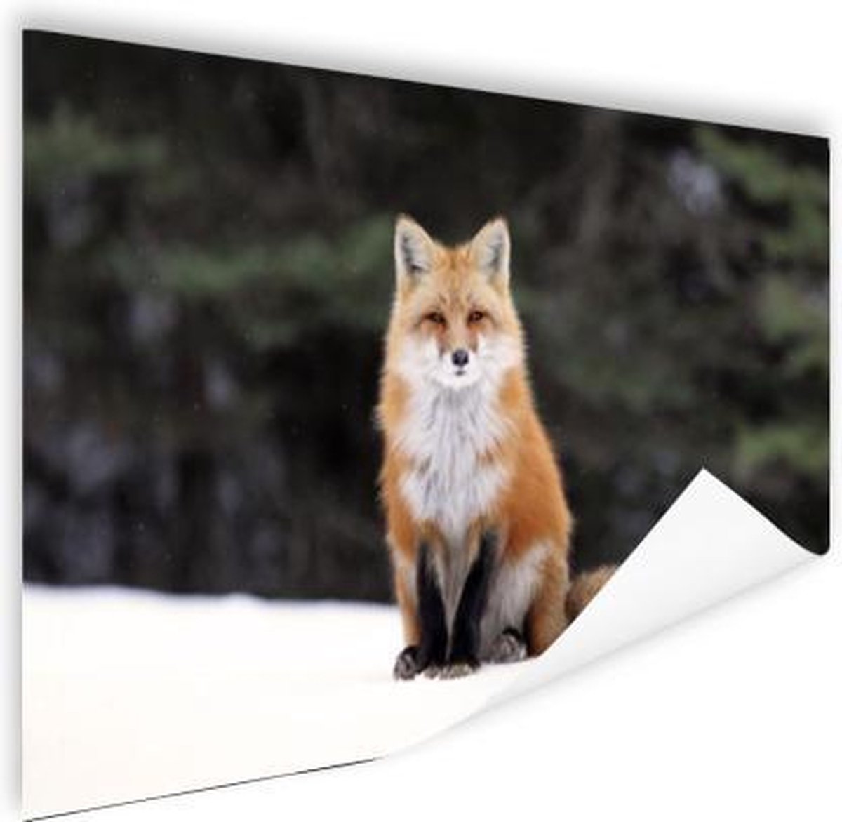 Poster Vos - Sneeuw - Rood - 90x60 cm