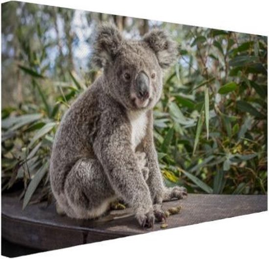 Koala assis en Australie Toile 80x60 cm - Tirage photo sur toile (Décoration murale salon / chambre) / Peintures sur toile Animaux