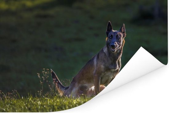 Un Malinois veille sur son pâturage Poster 90x60 cm - Tirage photo sur Poster (décoration murale salon / chambre) / Poster Animaux domestiques