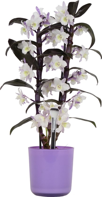 Orchidee van Botanicly – Bamboe Orchidee incl. sierpot violet als set ...