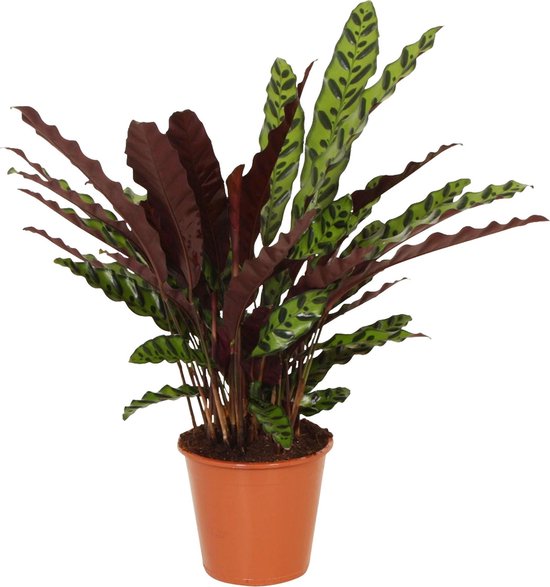 personeel bal Kloppen Calathea lancifolia 'Insigne' - Calathea kamerplant - Rood groene bladeren  - Grote... | bol.com