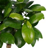 Duo Ficus Ginseng Bonsai geënt met sierpot Anna taupe