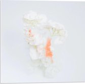 Acrylglas - Witte Bloemen op Witte Achtergrond  - 50x50cm Foto op Acrylglas (Wanddecoratie op Acrylglas)