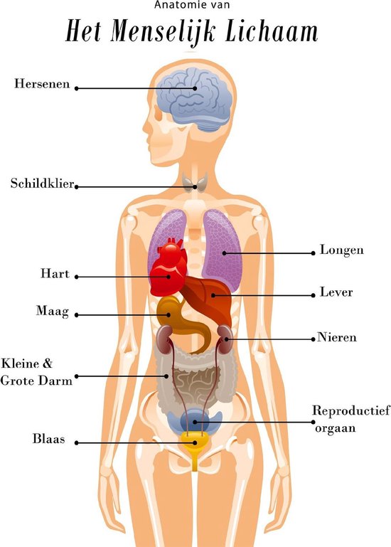 Vernauwd cafe koper Esque - Poster - Anatomie van het menselijk lichaam - Schoolplaat - 50x70  cm | bol.com