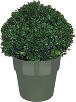 Hellogreen Ilex Crenata - Japanse Hulst - 35 cm - Elho B.For groen