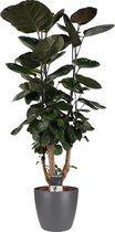 Hellogreen Kamerplant - Polyscias Fabian Vertakt - 100 cm - Elho Brussels antraciet