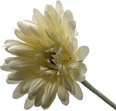 Gerbera