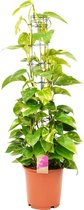 Kamerplant van Botanicly – Epipremnum pinatum Aureum – Hoogte: 120 cm