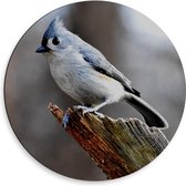 Dibond Wandcirkel - Vogeltje op Tak van Boom - 50x50cm Foto op Aluminium Wandcirkel (met ophangsysteem)